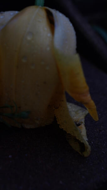 Untitled Untitled